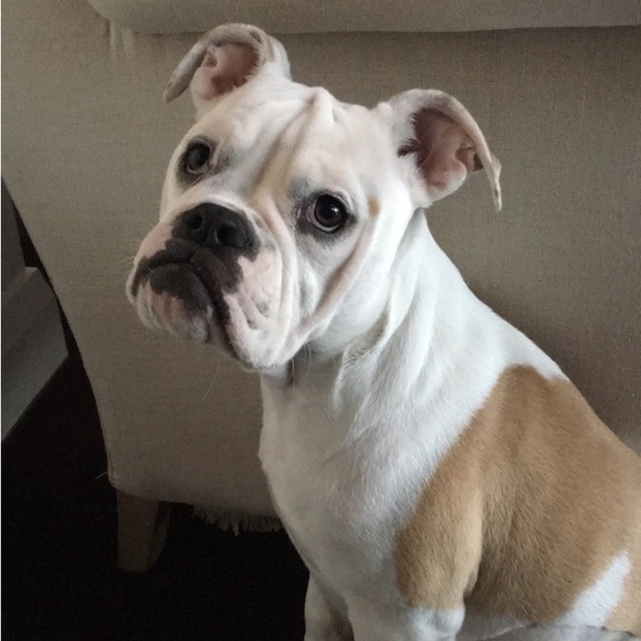 Meet your Posher, Luciana - Picture 3 of 8